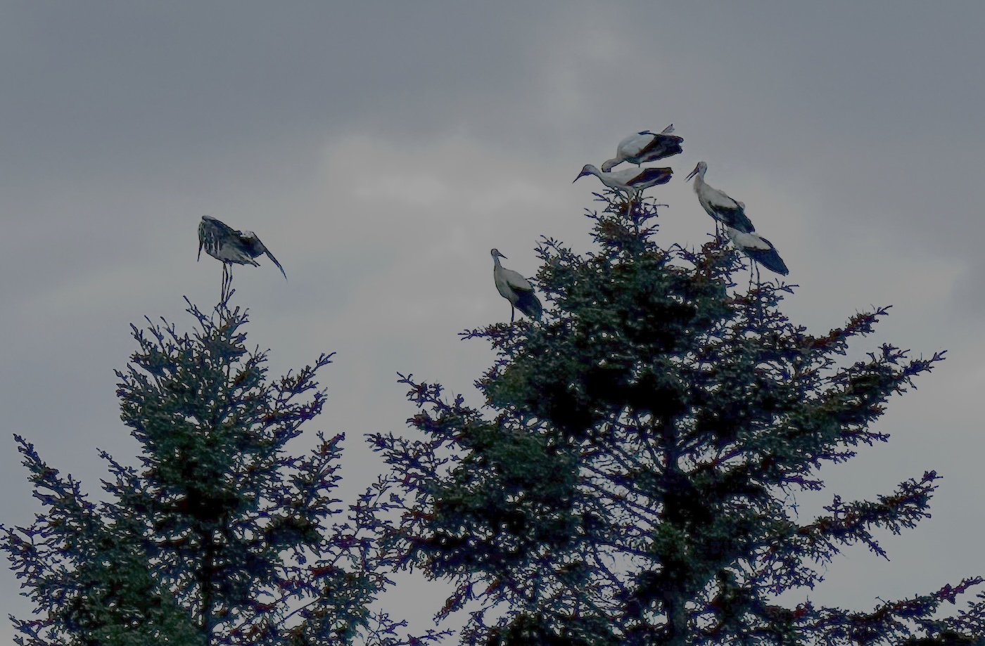 Storks in trees